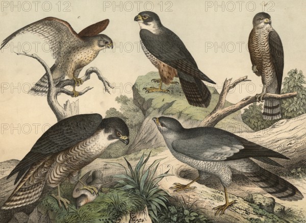 Animals, daypredators: peregrine falcon, falco peregrinus, tree falcon, falco subbuteo, Common