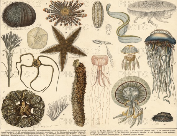 Animals: echinoderms and jellyfish, school picture, authentic reproduction of a school mural,