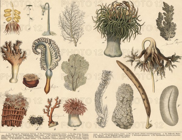 Animals: jellyfish, corals and sponges, school picture, authentic reproduction of a school mural,