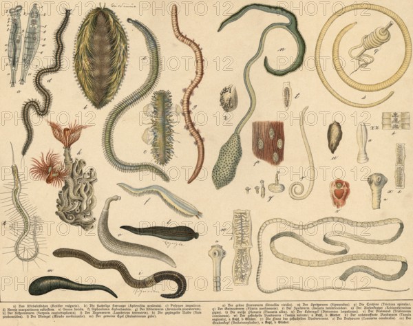 Animals: rotifers, annelids, starworms, roundworms and flatworms, school picture, authentic
