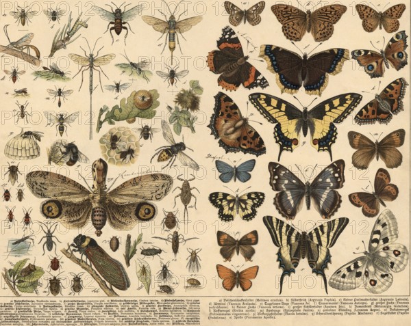 Animals: Hymenoptera, half-winged and butterflies, school painting, authentic reproduction of a