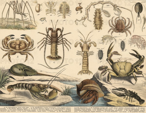 Animals: crabs, school picture, authentic reproduction of a school mural, around 1900, exact date