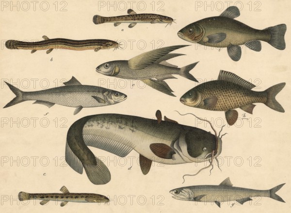 Animals, Fish: Bearded gown, Cobitis barbatula, Mudbiter, Cobitis fossilis, stone loach, Cobitis