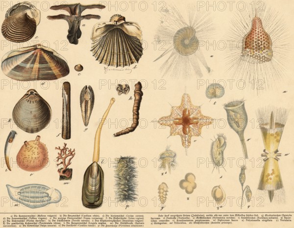 Animals: molluscs and prehistoric animals, school painting, authentic reproduction of a school
