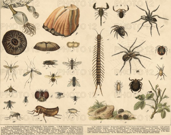 Animals: vine-footed birds, millipedes and spiders, school painting, authentic reproduction of a