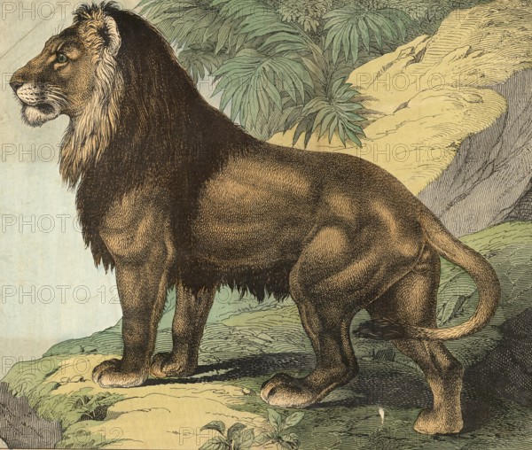 Animals, predators, cats: lion, panthera leo, school picture, authentic reproduction of a school