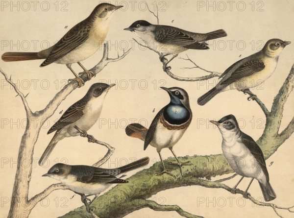 Animals, birds: nightingale, lusciola luscinia, bluethroat, lusciola coerulecula, warbler, Sylvia