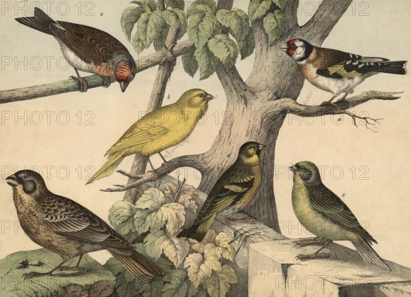 Animals, birds: Goldfinch, Fringilla carduelis, canary, Fringilla canaria, henfling, Fringilla