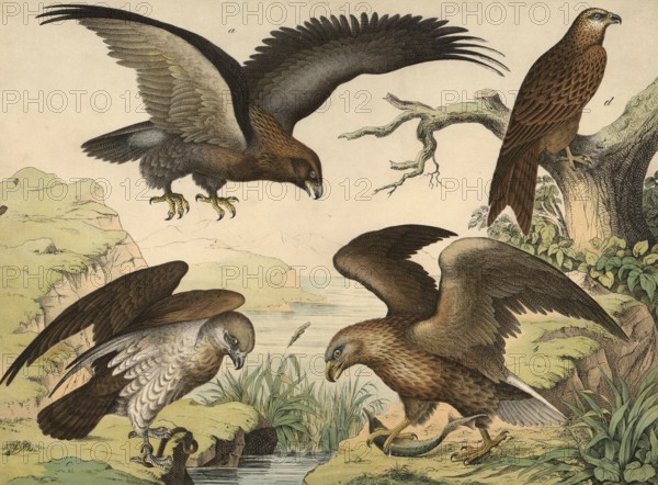 Animals, day predators: golden eagle or golden eagle, Aquila chrysaetor, white-tailed eagle or sea