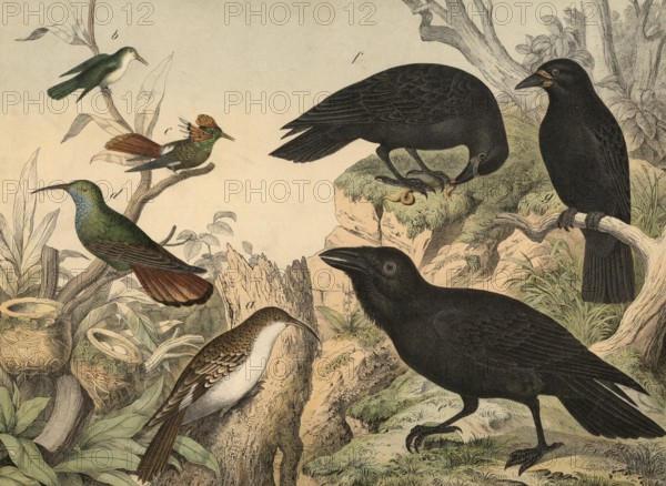 Animals, birds: thin-billed avocets (left) and ravens: Treecreeper, Certhia familiaris,