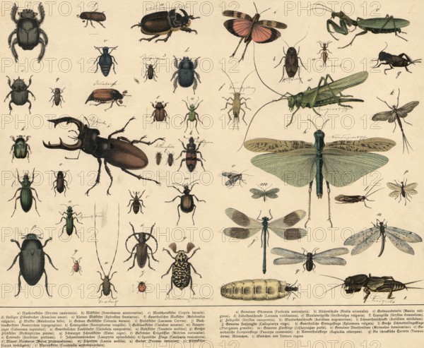 Animals: beetles, straight-winged and web-winged birds, school painting, authentic reproduction of