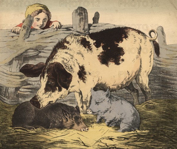 Animals, pets: pig, domestic pig, Sus scrofa domesticus, school picture, authentic reproduction of