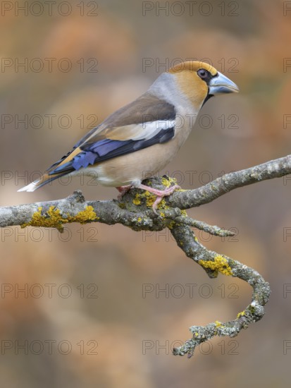 Hawfinch (Coccothraustes coccothraustes), male in breeding plumage on a lichen-covered branch,