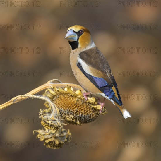Hawfinch (Coccothraustes coccothraustes), male in breeding plumage on sunflower fruit, Swabian Alb