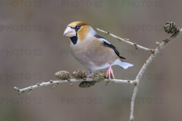 Hawfinch (Coccothraustes coccothraustes), male in winter on a larch branch with cones, Swabian Alb
