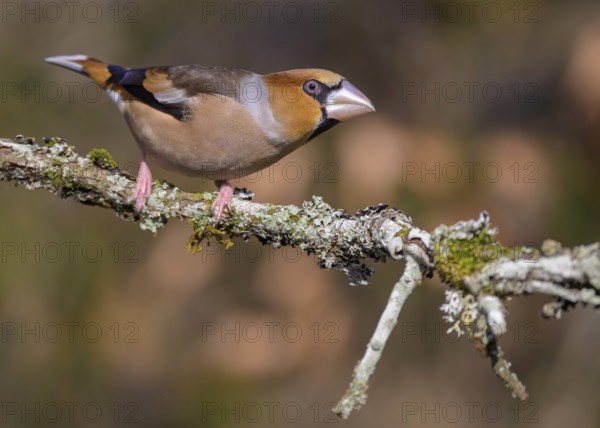 Hawfinch (Coccothraustes coccothraustes), male in breeding plumage on a lichen-covered branch,