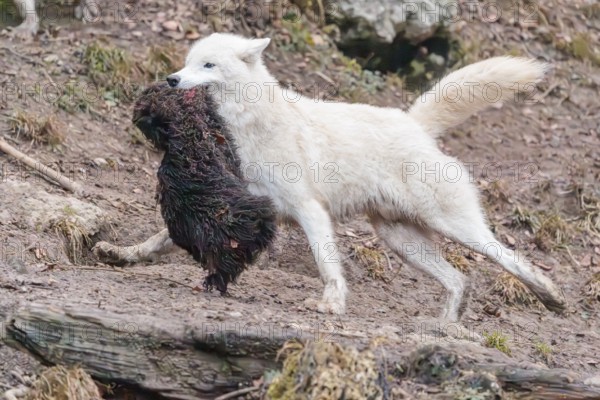 Arctic wolf (Canis lupus arctos), one animal, running, prey, sheep, forest, escape from the pack,