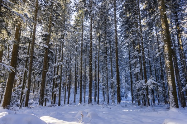 Winter landscape, snow-covered spruce forest, Picea abies, winter, Mondseeland, Salzkammergut,