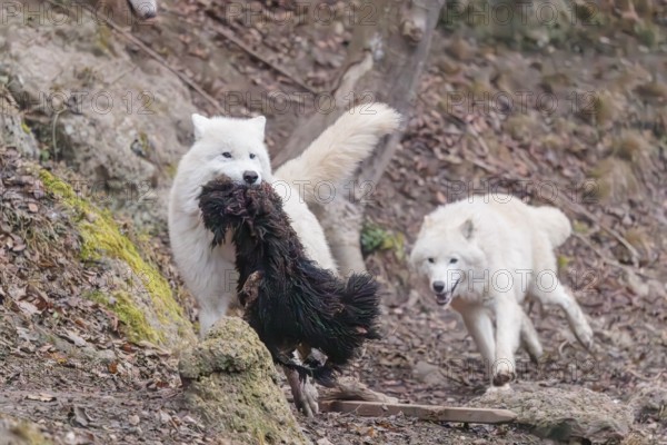 Arctic wolf (Canis lupus arctos), one animal, running, prey, sheep, forest, escape from the pack,