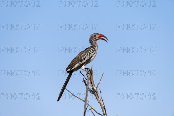 Mopanetoko (Tockus rufirostris) (Tockus erythrorhynchus rufirostris) sitting on a branch in front