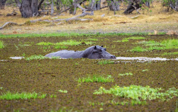 Hippopotamus (Hippopatamus amphibius), in a lake densely overgrown with aquatic plants, Okavango