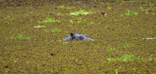 Hippopotamus (Hippopatamus amphibius), only the head looks out of the water, in a lake densely