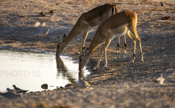 Impalas (Aepyceros melampus) drinking at a waterhole, in the evening light, Savuti, Chobe National