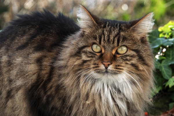 Cat, Norwegian forest cat, portrait, Baden-Württemberg, Germany