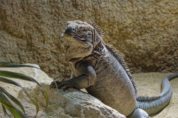 Animal portrait Jamaican iguana (Cyclura collei), reptile, pangolin, captive, occurrence Jamaica