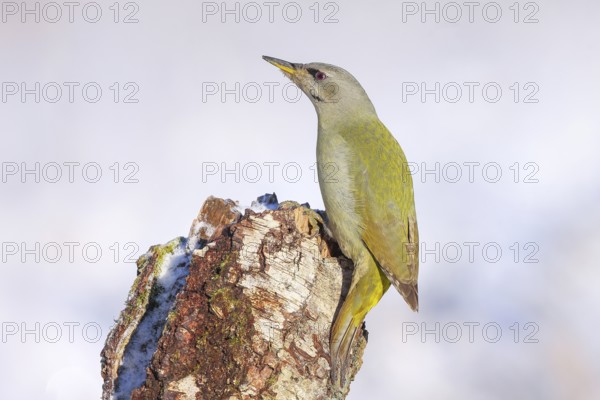 Grey-headed woodpecker (Picus canus), or lesser spotted woodpecker, female on a birch tree,
