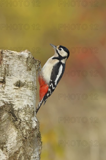 Great spotted woodpecker (Dendrocopus major), female, foraging on the trunk of a common birch