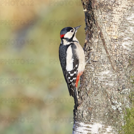 Great spotted woodpecker (Dendrocopus major), male, foraging on the trunk of a common birch (Betula