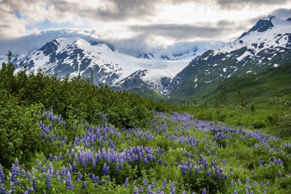Picturesque landscape on the Richardson Highway, blooming Alaskan lupines (Lupinus nootkatensis),