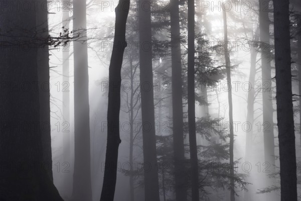 Tree trunks in morning fog with sunbeams, autumn forest, Mondseeland, Salzkammergut, Upper Austria,