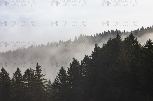 Autumn landscape, coniferous forest in morning fog, Mondseeland, Salzkammergut, Upper Austria,