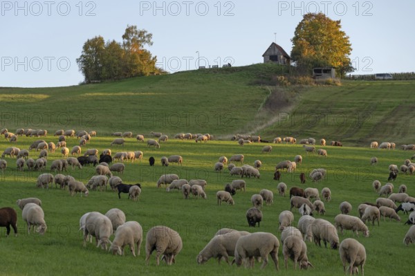 Flock of sheep (Ovis gmelini aries) grazing in a meadow, Beerbach, Middle Franconia, Bavaria,