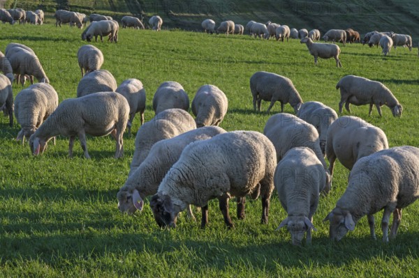 Flock of sheep (Ovis gmelini aries) grazing in a meadow, Tauchersreuth, Middle Franconia, Bavaria,