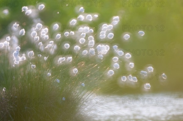 Cottongrass, sheath cottongrass (Eriophorum vaginatum) in Goldenstedt Moor, Goldenstedt, Lower