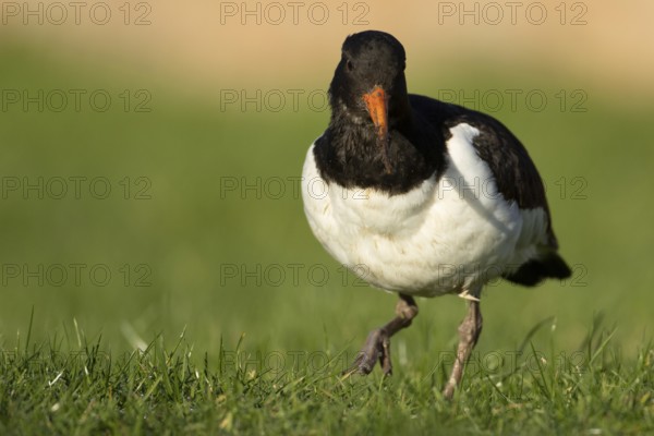 Eurasian oystercatcher (Haematopus ostralegus) adult wader bird on grassland, England, United