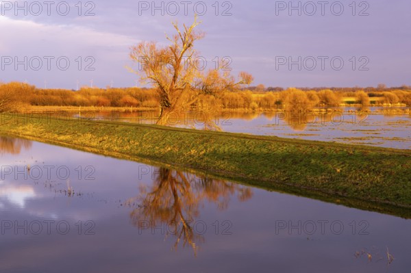Tree on the Hunte at sunset in Ochsenmoor at Dümmer See, Hüde, Lower Saxony, Germany