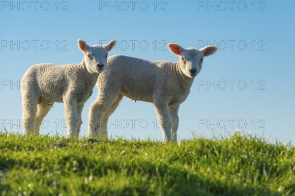 Sheep on the Hunte dyke, Lamm, Elsfleth, Lower Saxony, Germany
