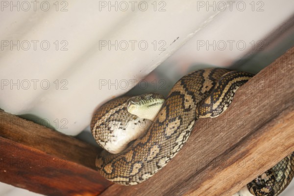 Snake relaxing under a corrugated roof in a local carpark. Resting carpet python, Byron Bay, New