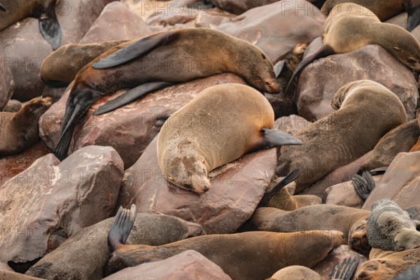 Seal colony, fur seal sleeping, Cape fur seal (Arctocephalus pusillus), Cape Cross, Atlantic coast,