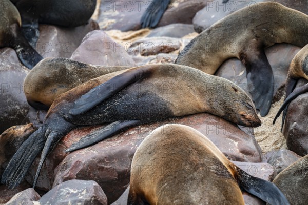 Seal colony, fur seal sleeping, Cape fur seal (Arctocephalus pusillus), Cape Cross, Atlantic coast,