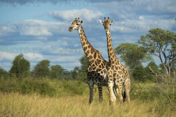 Giraffe (Giraffa) in the savannah, Kruger National Park, South Africa