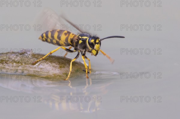 Wasps (Vespinae), Vechta, Lower Saxony, Germany