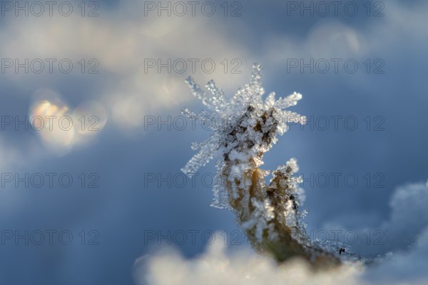 Ice crystals on a blade of grass in winter, hoarfrost, Goldenstedt, Lower Saxony, Germany