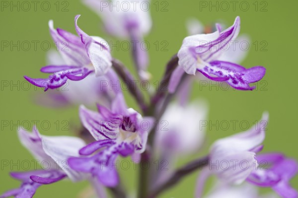Helm's-orchid (Orchis militaris), Leutra, Jena, Thuringia, Germany