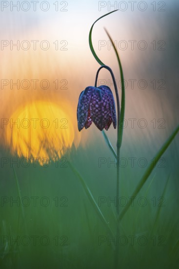 Snake's Head Fritillary (Fritillaria meleagris) at sunrise in a wet meadow in spring, Berne, Lower