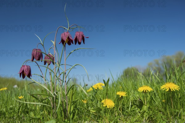 Snake's Head Fritillary (Fritillaria meleagris) in a wet meadow in spring, Berne, Lower Saxony,